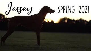Jersey the Vizsla - Spring 2021