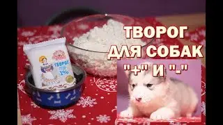 Творог в рационе собак