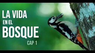 LA VIDA EN EL BOSQUE - Cap1: Como fotografiar al Pájaro Carpintero. Pico Picapinos