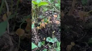 В поисках шайлушая грибы #шайлушай