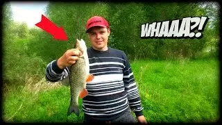Sapalu cope uz maijvaboli (ловля голавля на майского жука)!