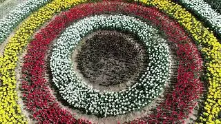 Гулҳои Душанбе #9 / nature of tajikistan