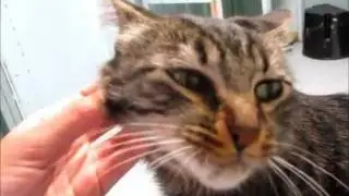 Adopted! Monkey, the Sweetest Fluffy Kitty