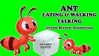 Ant Walking, Talking & Eating Green Screen Animation 