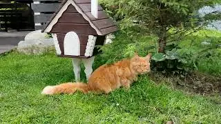 Мейн кун - аршанский кот