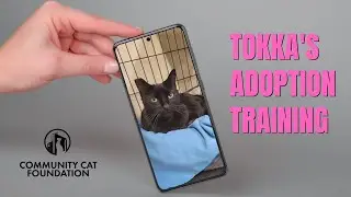 Tokka Undergoes Cat Training