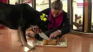 Padaria para cachorro