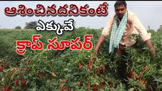 mirchi farming in telugu/అనుకున్నదానికంటే ఎక్కవ పండింది పంట