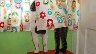 Кошачья мечта.