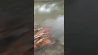 Kasih makan ikan Mas tiara