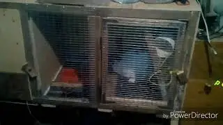 🔝🔥👍КЛЕТКА С МАТОЧНИКОМ 👍🔥🔝