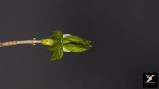 La felicità sta nelle piccole cose – 5a dom. di Quaresima; come il chicco si trasforma...