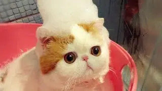 Cute (and weird) facts about Cats #1