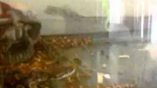 Faces of Death !! (Python Attack)
