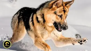 "German Shepherd Pros and Cons"