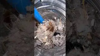Satisfying Vent Clean (Crispy Roach) 