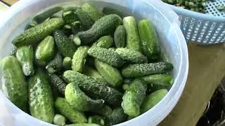 Рецепт огурчиков 