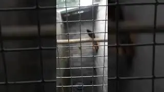 ngitip dulu