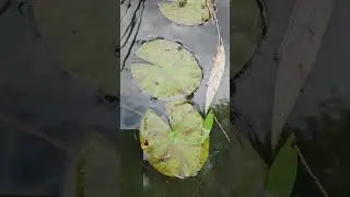 НИМФЕЯ в ПРУДУ у КАЗАЧКИ