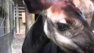 Okapi Calf is Ready For His Closeup!