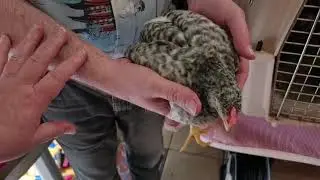 Chickens at 6 weeks old.  Araucana and Cream Legbar