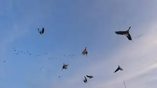 Охота на гуся! Я открылся!!!