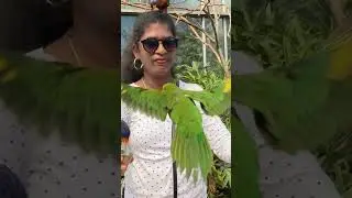 CrazyParrot #animalpark  #talkingparrot #Parrot #shorts #parrotlover #shortsvideo #viralvideo #birds