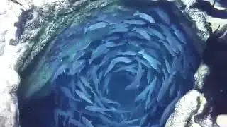 How mesmerising is this _heart_eyes_fish_ Would you swim Them _ Nature Status