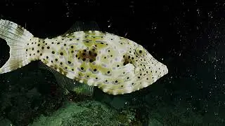 Sunday Night Dive Club 100223