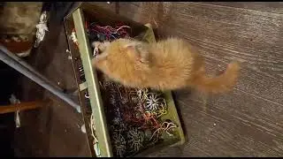 классная когтеточка для Бармалея