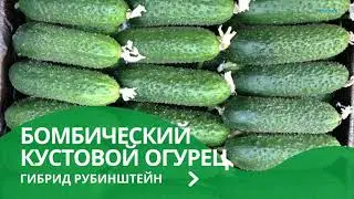 РУБИНШТЕЙН   БОМБИЧЕСКИЙ КУСТОВОЙ ОГУРЕЦ