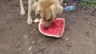 собака ест арбуз