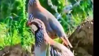 Gidelimmi kara gözlüm..Sevenler İçin