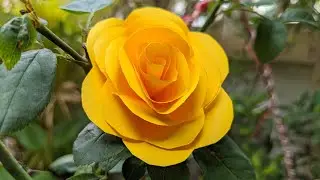How to make Paper Rose Flower , gifts for Valentine'Day