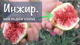 How are figs in jam🍭? How does the SMOKVA tree grow? How is the FIGURE?