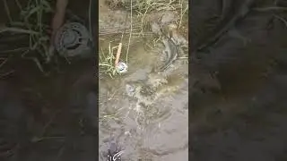 Первый в сезоне лосось на нахлыстовую снасть.....
