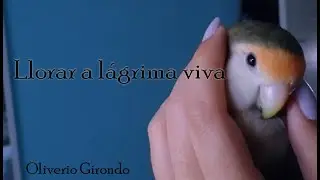 Llorar a lágrima viva por Oliverio Girondo