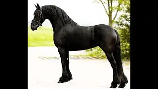 Marina, Friesian Horses  for sale https://www.blacksterlingfriesians.com questions? 415-272-2112