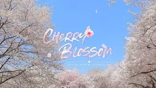 서울 벚꽃 명소 🌸 서울 서대문 안산 자락길