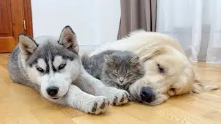 Fluffy Kitten Refuses To Sleep Without His Beloved Dogs [CUTEST VIDEO EVER]
