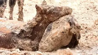 Wild Horse Family Dies at Muddy Creek:  While BLM Does Nothing