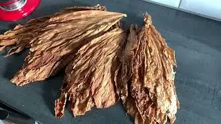 How To Grow Tobacco In The UK