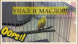ЧТО ДЕЛАТЬ ЕСЛИ ПОПУГАЙ УПАЛ В МАСЛО, ЖИРНЫЙ СУП!??? ВОЛНИСТЫЙ ПОПУГАЙ ИСПАЧКАЛСЯ В МАСЛЕ!?