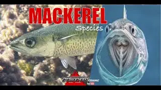 Species | Mackerel
