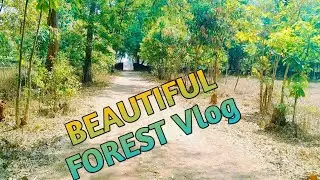 BEAUTIFUL FOREST VlOG VIDEO खूबसूरत जंगल Vlog video