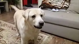 Тигр для Мисси