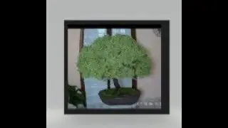 Bonsai di Abete. 30 anni di storia
