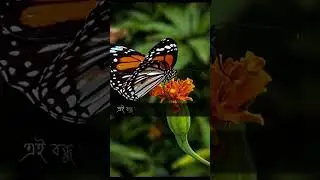 বন্ধুত্ব খুব দামী জিনিস 🌸❤️। #motivation #motivacional #islamic #video #videoviral