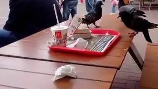 Пир горой для голубей в  McDonalds.