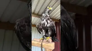 Lustige Adler 🦅 baden, Stöckchen holen und essen verteidigen. #adler #weißkopfseeadler #steinadler